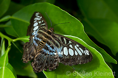 148 Segler - Parthenos sylvia